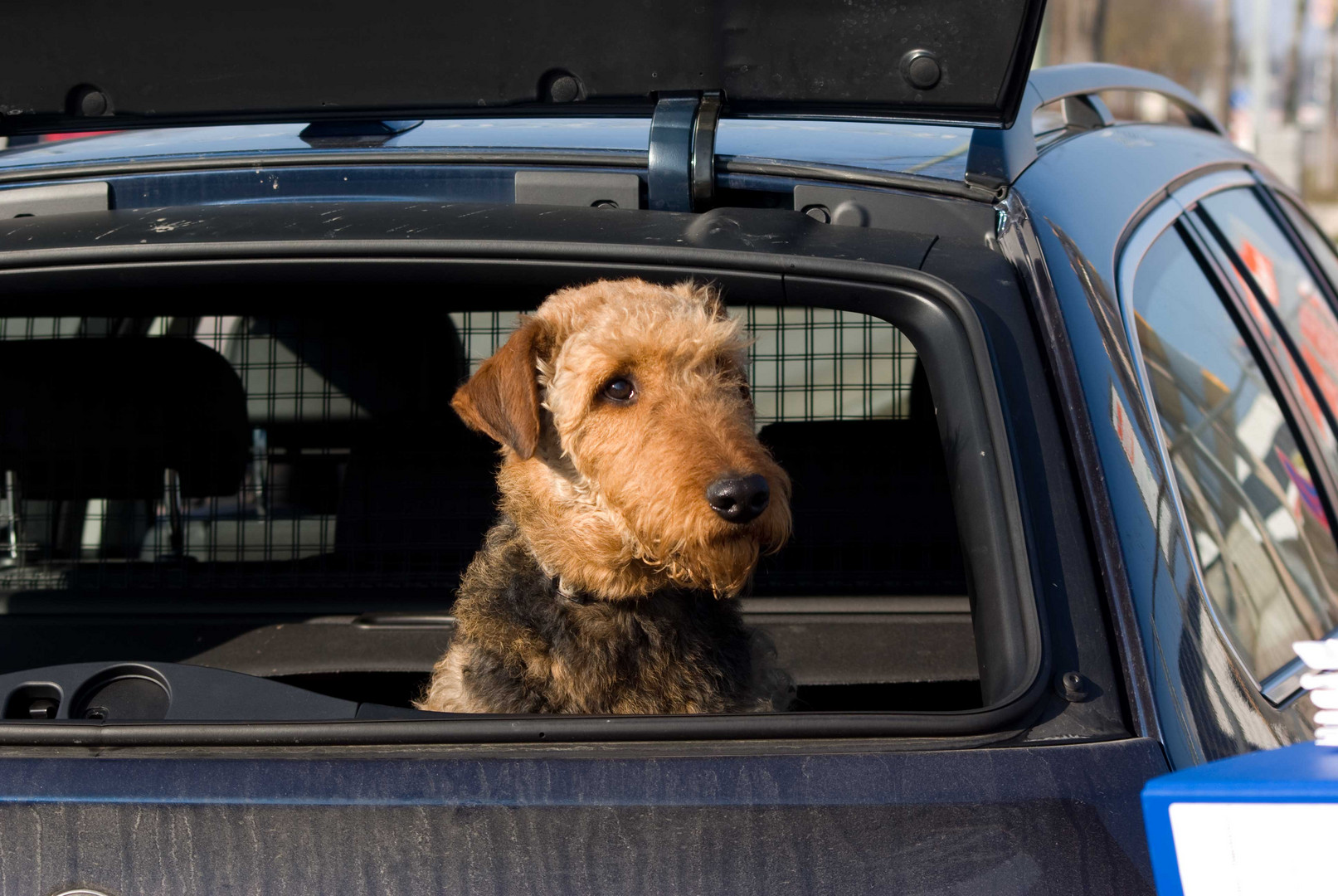 Wackeldackel ist OUT; Airedale im Heckfenster ist IN