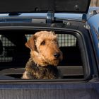 Wackeldackel ist OUT; Airedale im Heckfenster ist IN