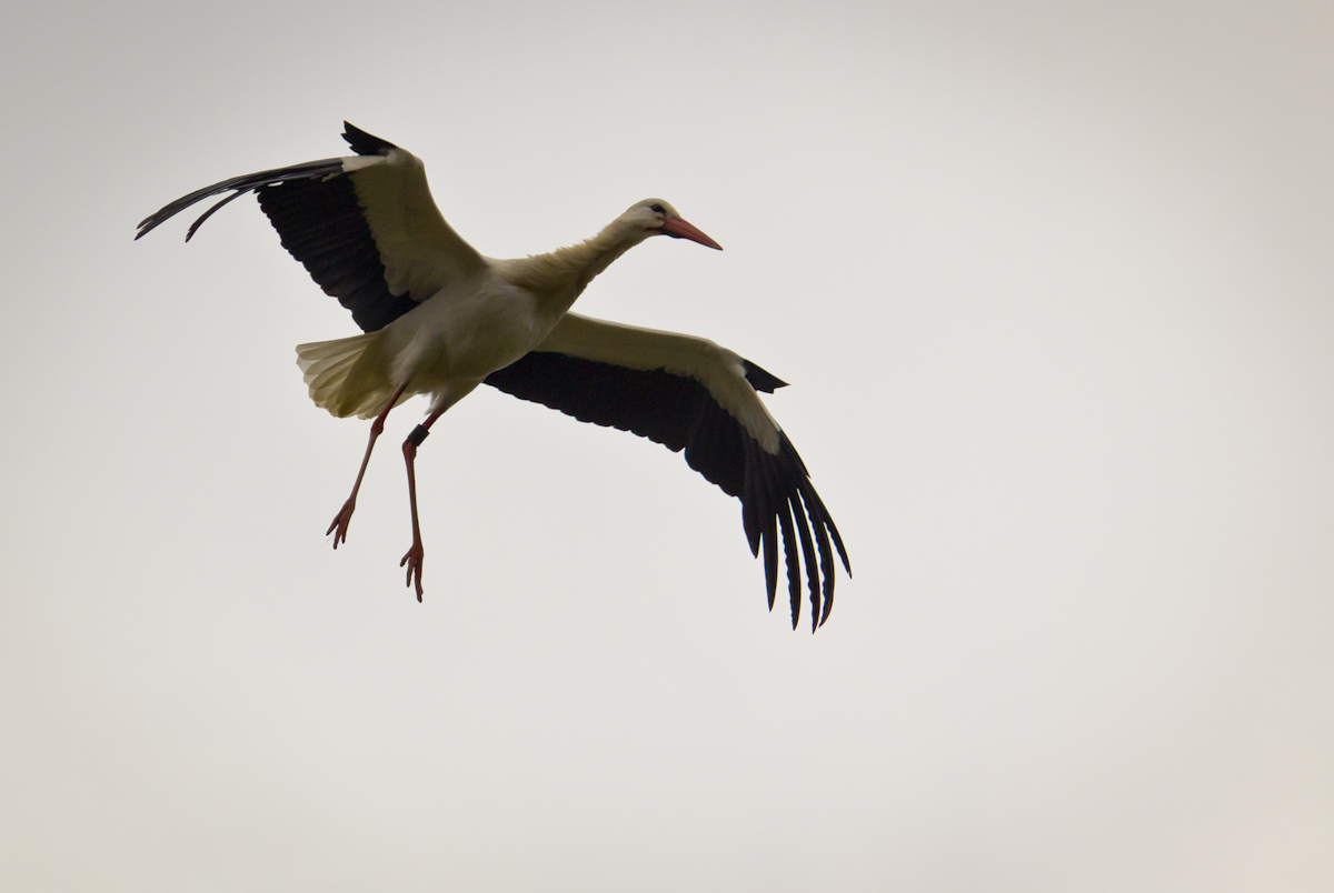 wackliger Landeanflug