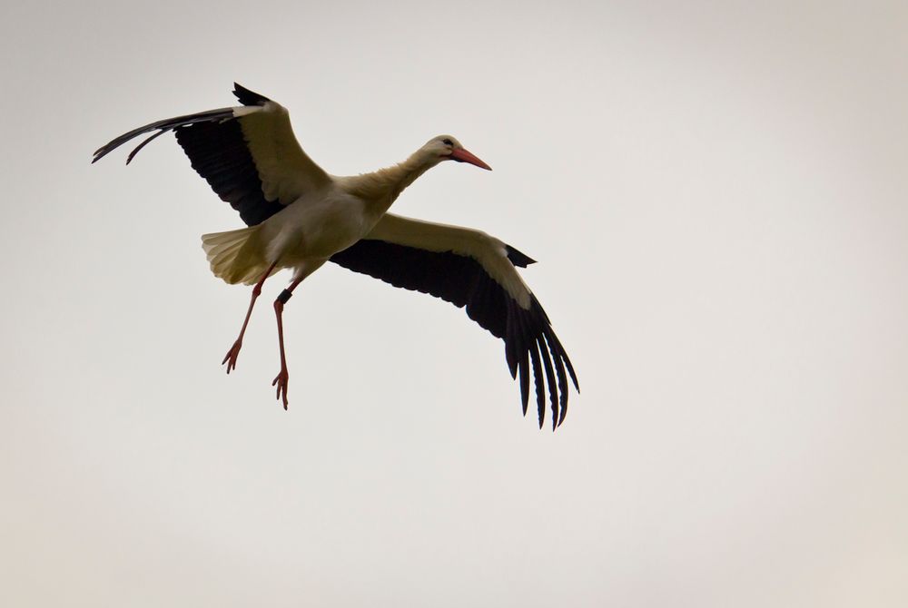 wackliger Landeanflug