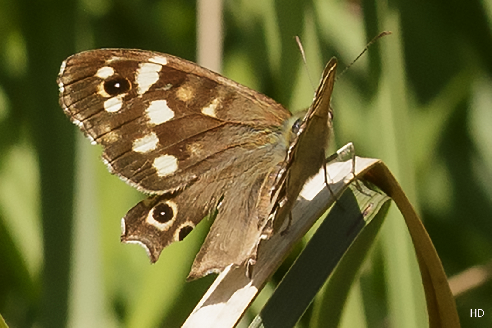 Wadbrettspiel (Pararge aegeria) 