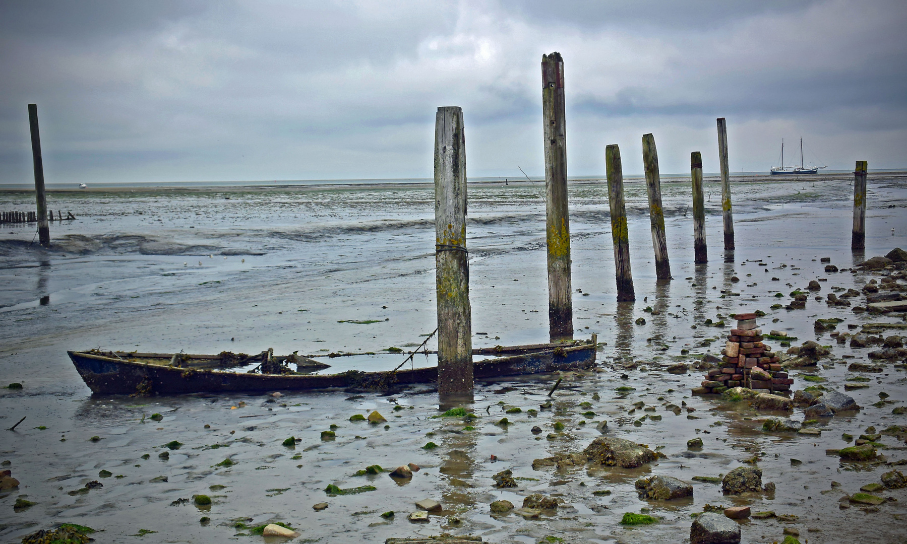 Wadden on Texel Netherlands