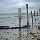 Wadden on Texel Netherlands