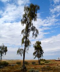 Waddi Trees