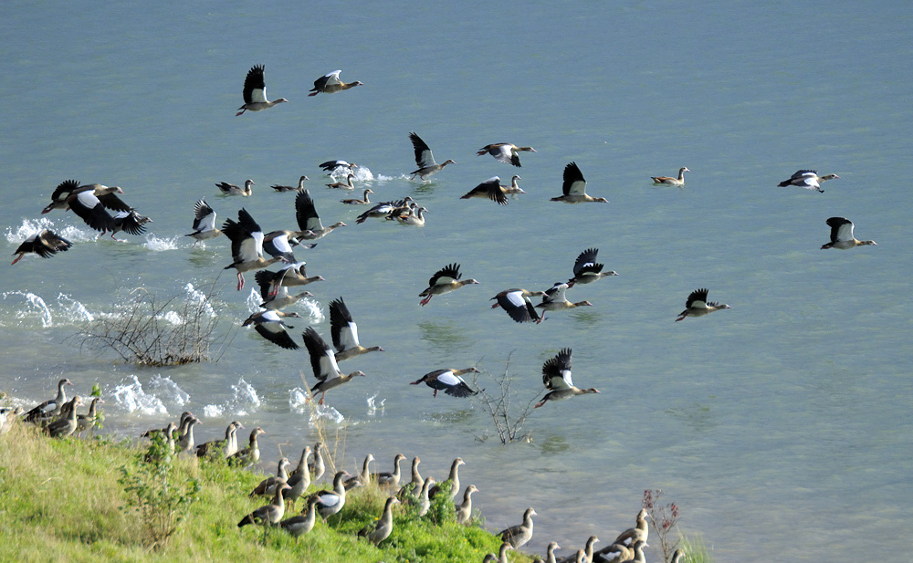 wade in the water .....