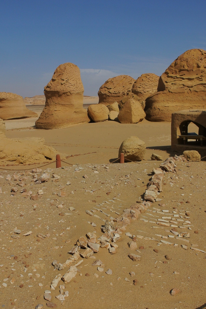 Wadi El Hitan, Fayoum Depression