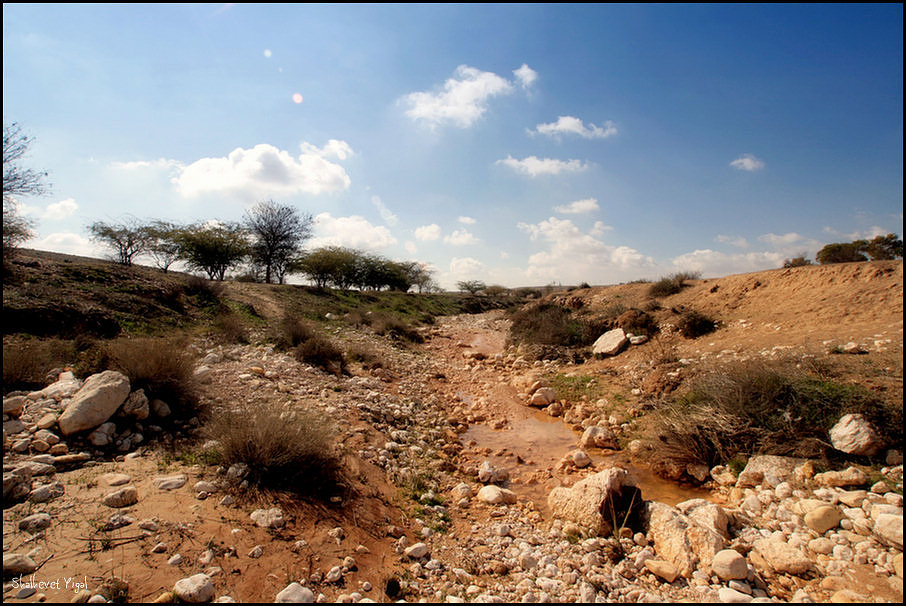 Wadi in the Negev southern part of Israel