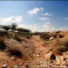 Wadi in the Negev southern part of Israel