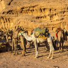 Wadi Rum - Das Lager