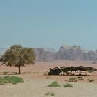 Wadi Rum I Jordanien