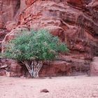 wadi rum (jordanien)