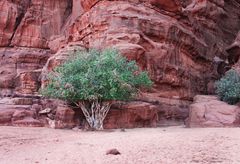 wadi rum (jordanien)