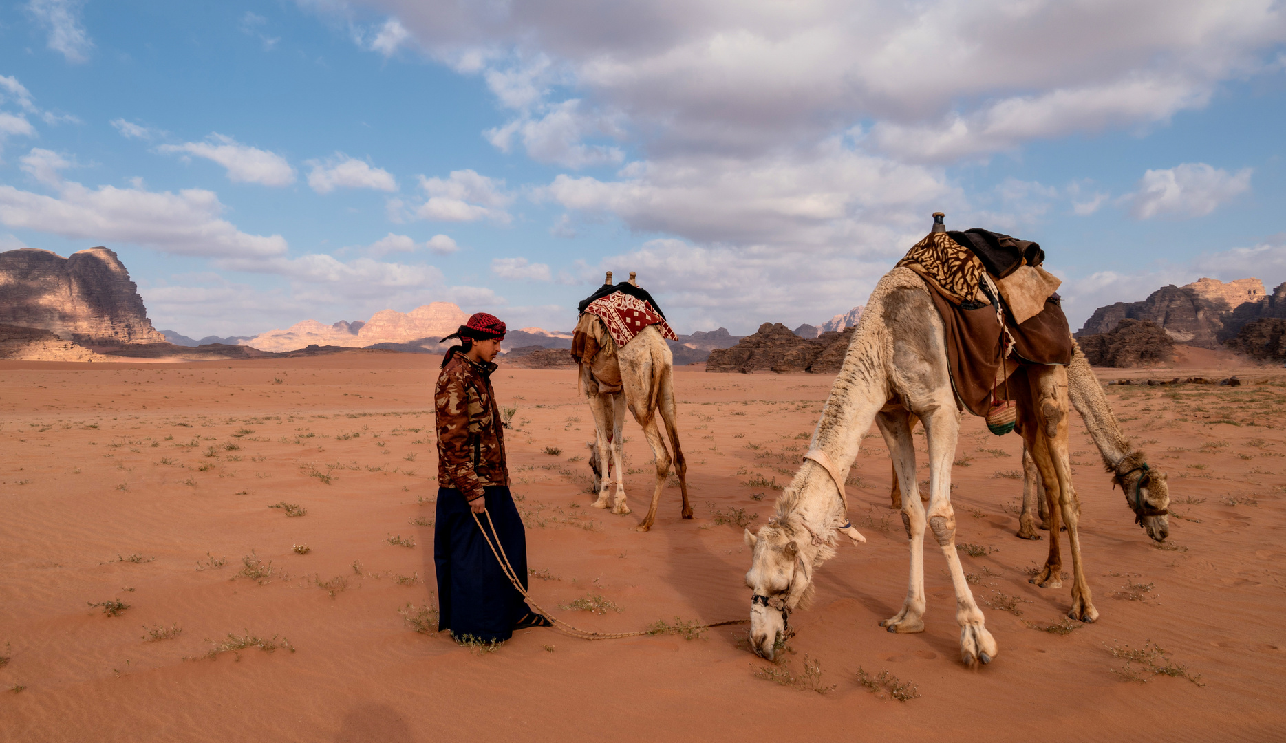 Wadi Rum Kamele auf der Weide