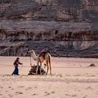 Wadi Rum Kamele