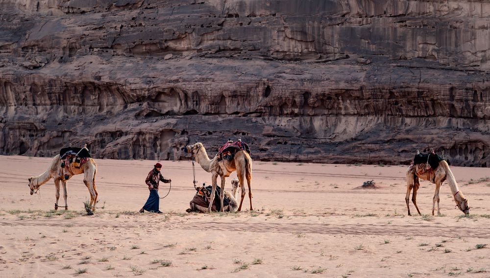 Wadi Rum Kamele