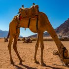 Wadi Rum - Lawrence`s Spring