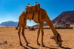 Wadi Rum - Lawrence`s Spring