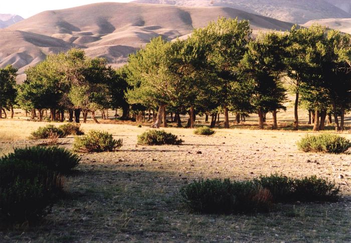 Wadi (Trockental) in der südsibirischen Steppe