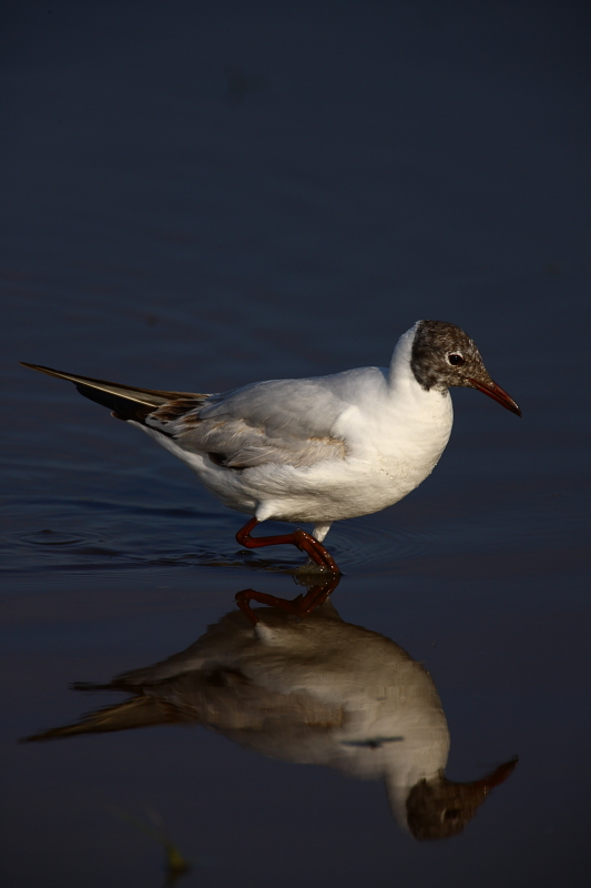 wading