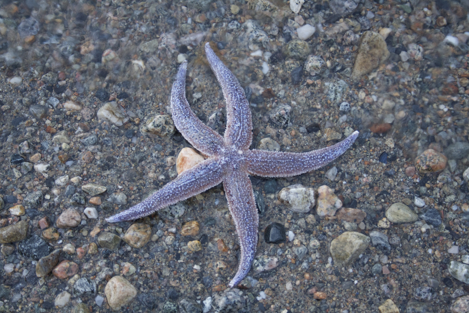 Wading Star