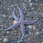 Wading Star