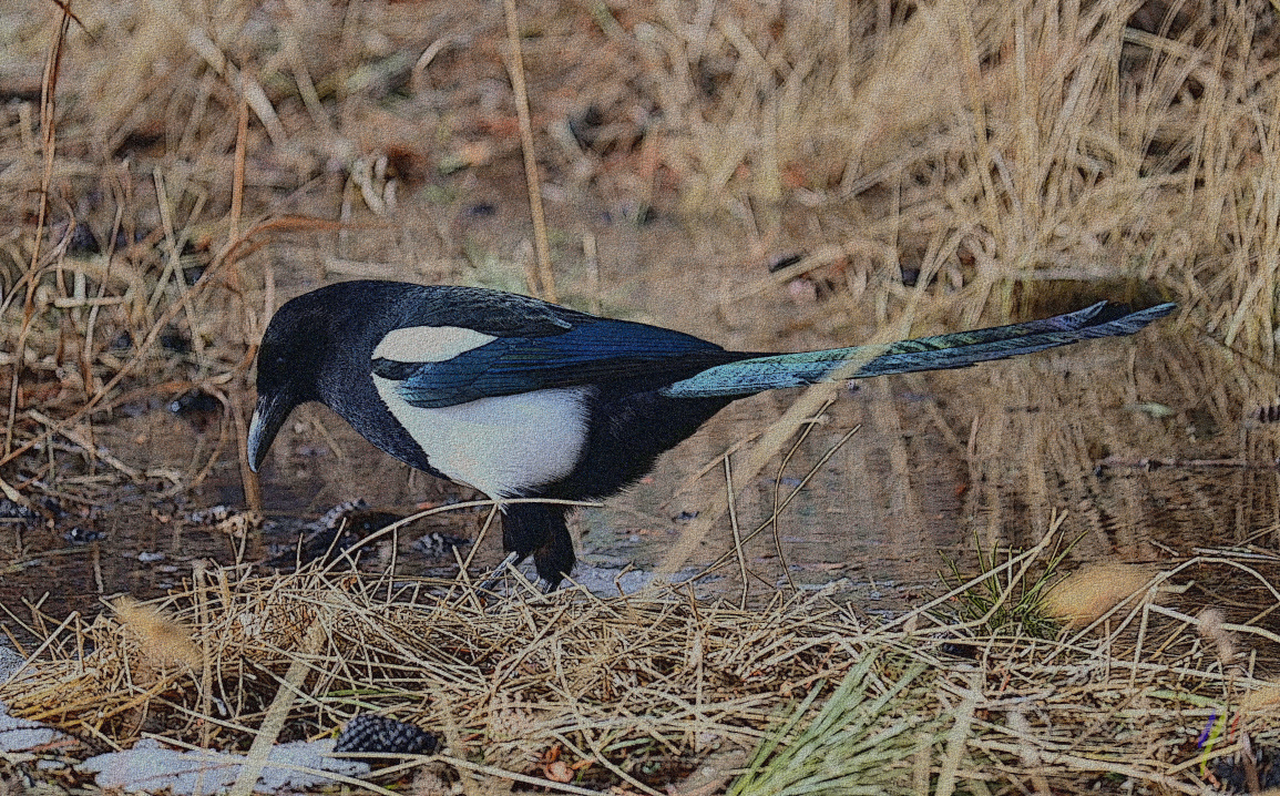 wading through snowmelt 