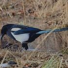 wading through snowmelt 