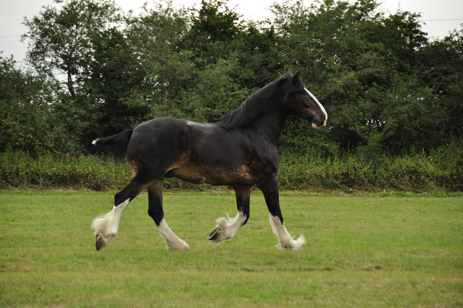 Wadworth Shire Horse Holiday 2010 1603