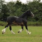 Wadworth Shire Horse Holiday 2010 1603