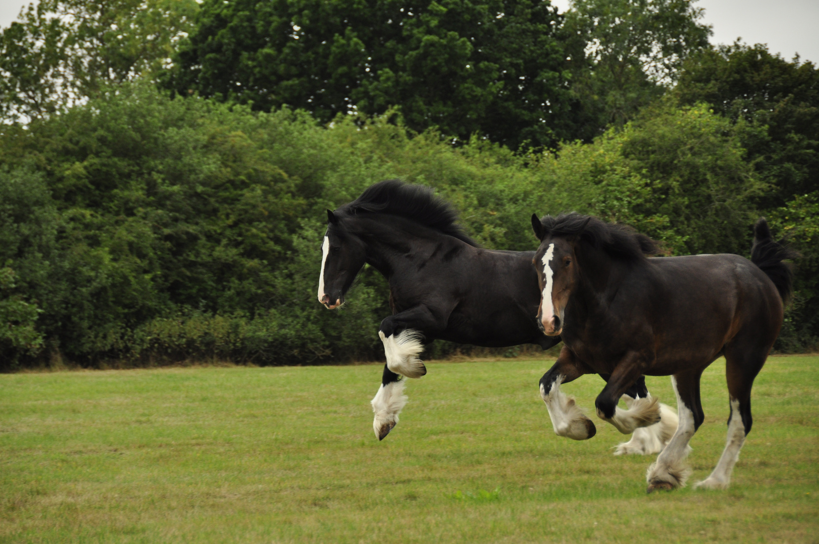 Wadworth Shire Horse Holiday 2010 1607