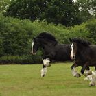 Wadworth Shire Horse Holiday 2010 1607