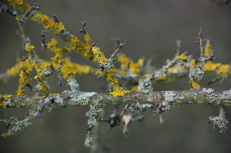 wächst auf dem baum