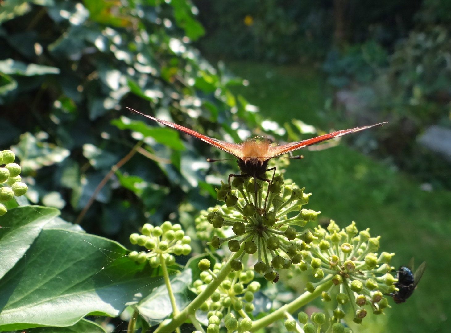 Wächst dem Schmetterling ein dichtes Fell, kommt der Winter kalt und schnell.