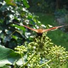 Wächst dem Schmetterling ein dichtes Fell, kommt der Winter kalt und schnell.