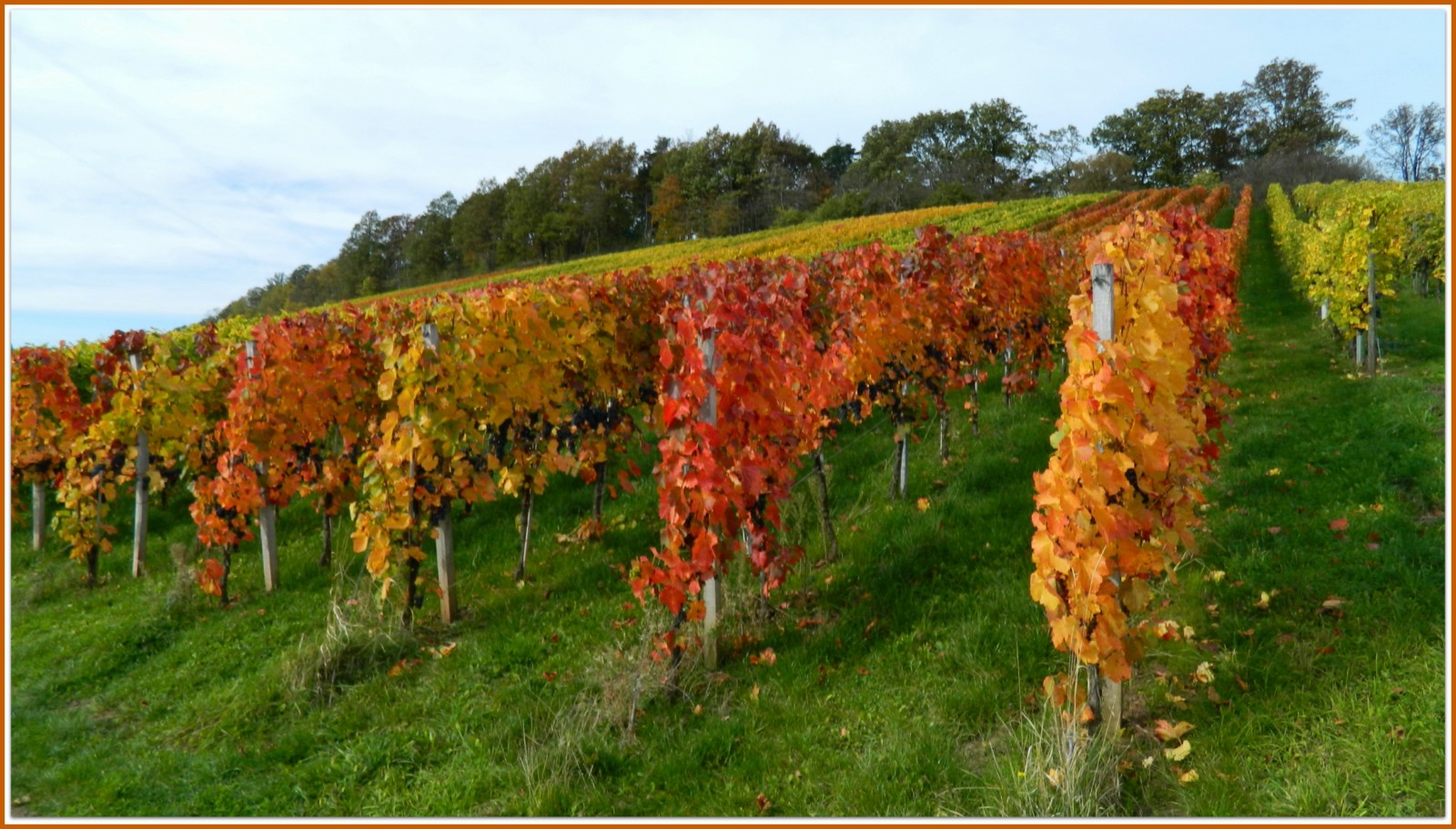 Wächst hier der Rotwein?