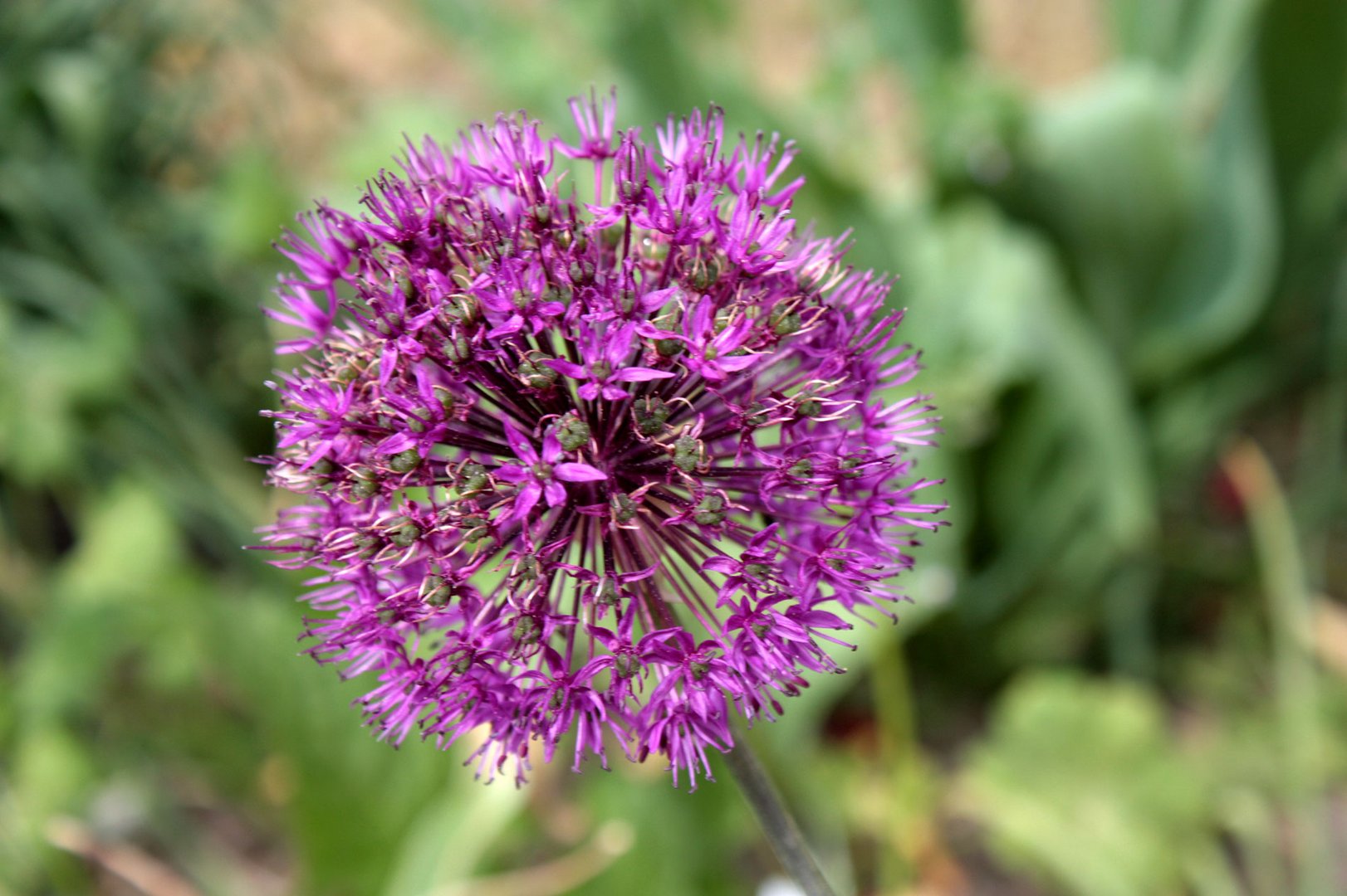 wächst im Garten wie Unkraut so zahlreich