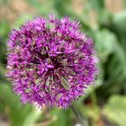 wächst im Garten wie Unkraut so zahlreich