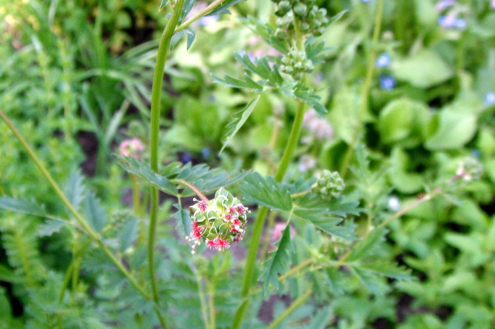 Wächst in meinem Kräutergarten, was ist das????