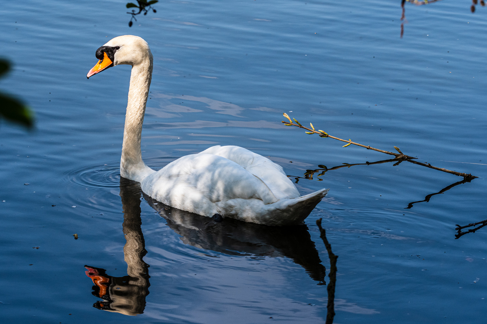 Wächter am Nest