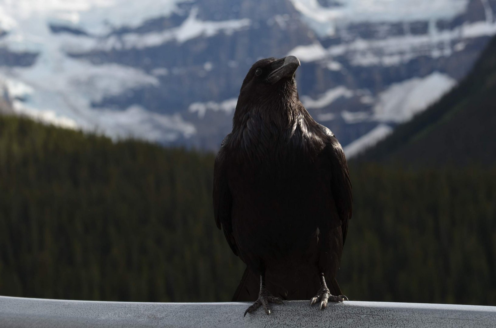 Wächter der Berge