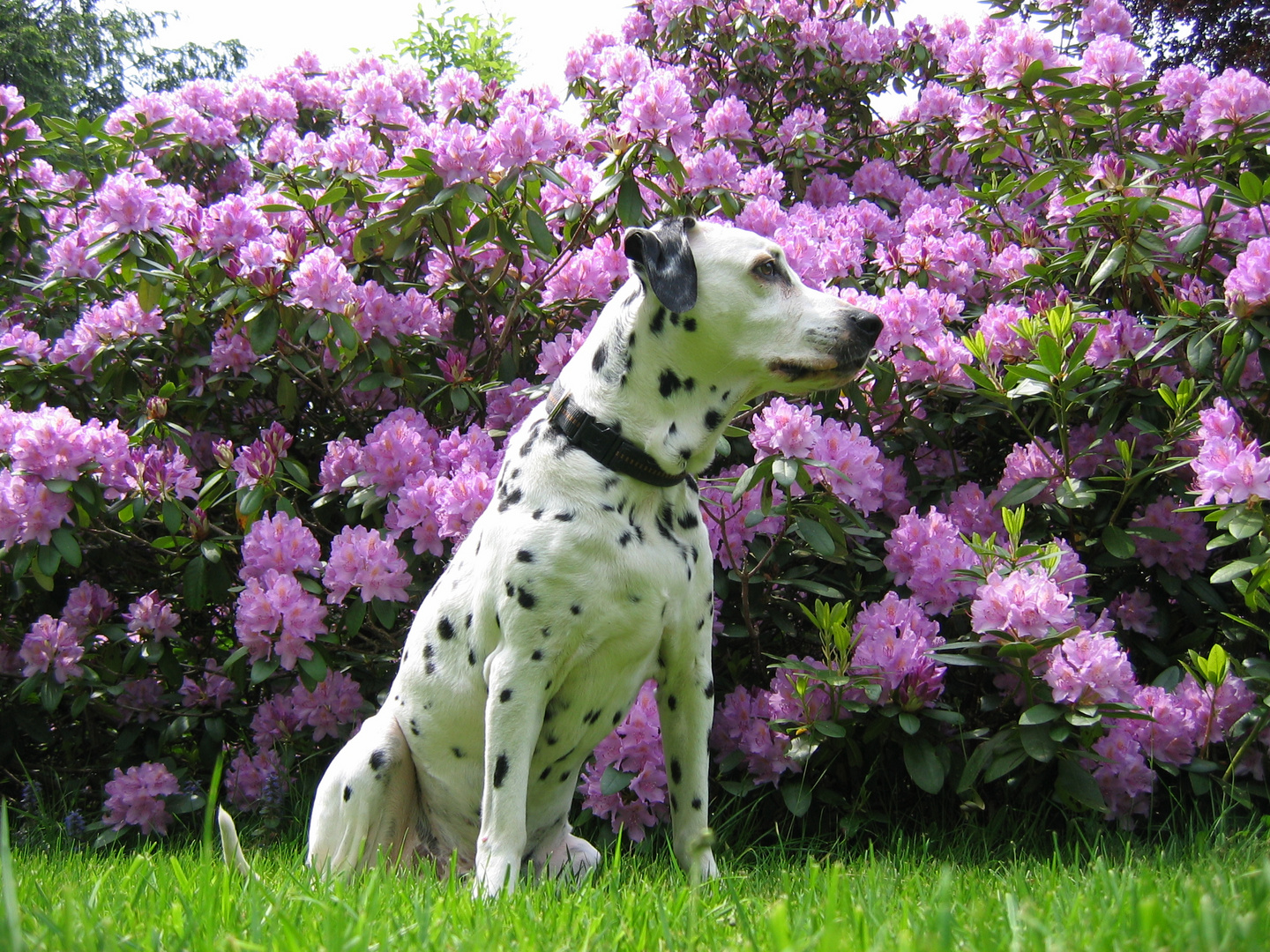 Wächter der Blüten