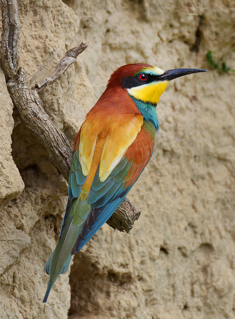 Wächter der Bruthöhle