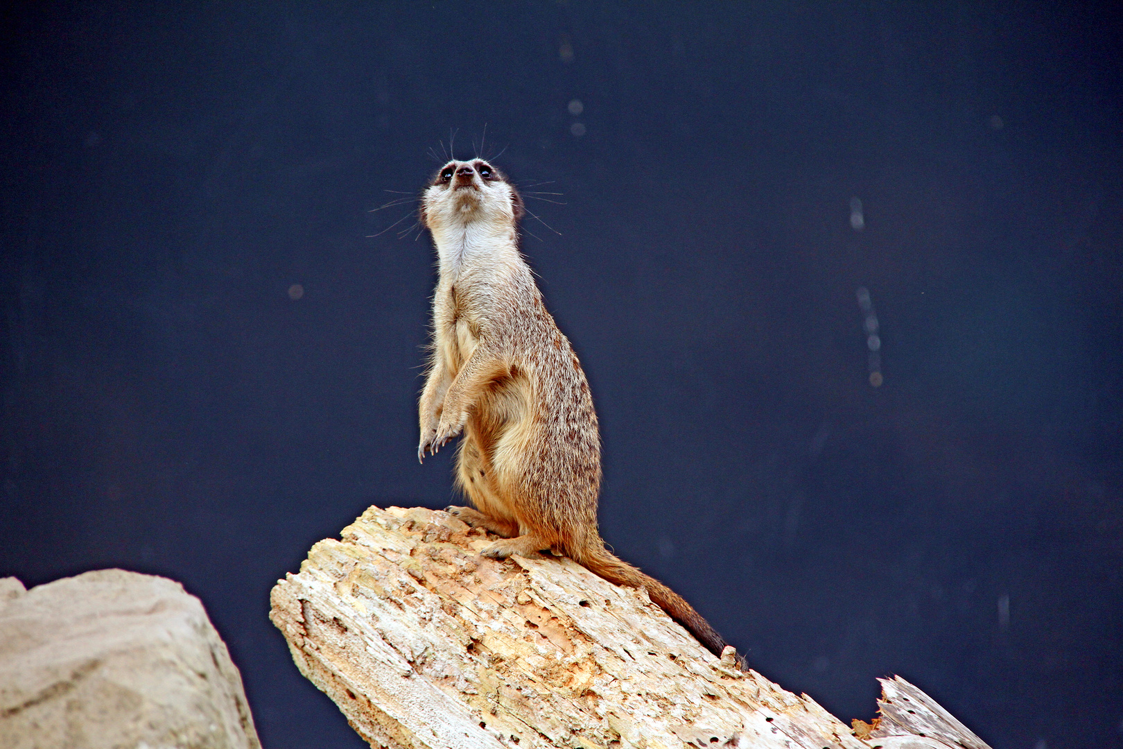 Wächter der Erdmännchen im Zoo Heidelberg