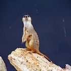 Wächter der Erdmännchen im Zoo Heidelberg