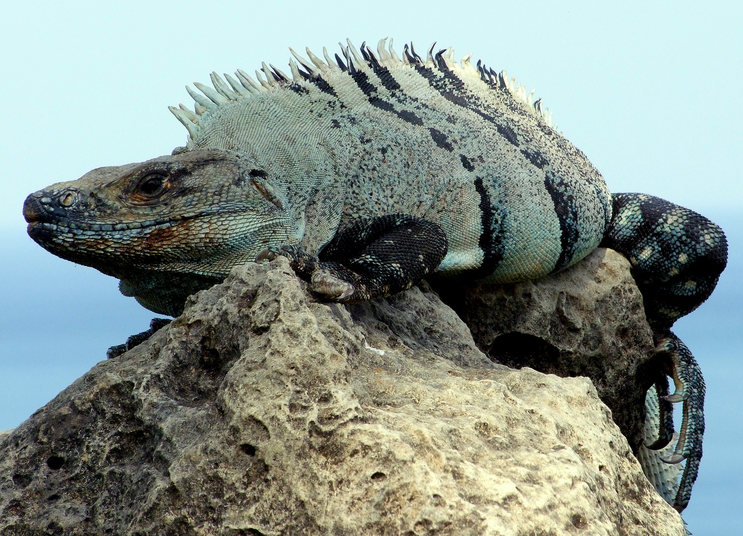 Wächter der Klippe