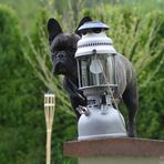 Wächter der Lampe