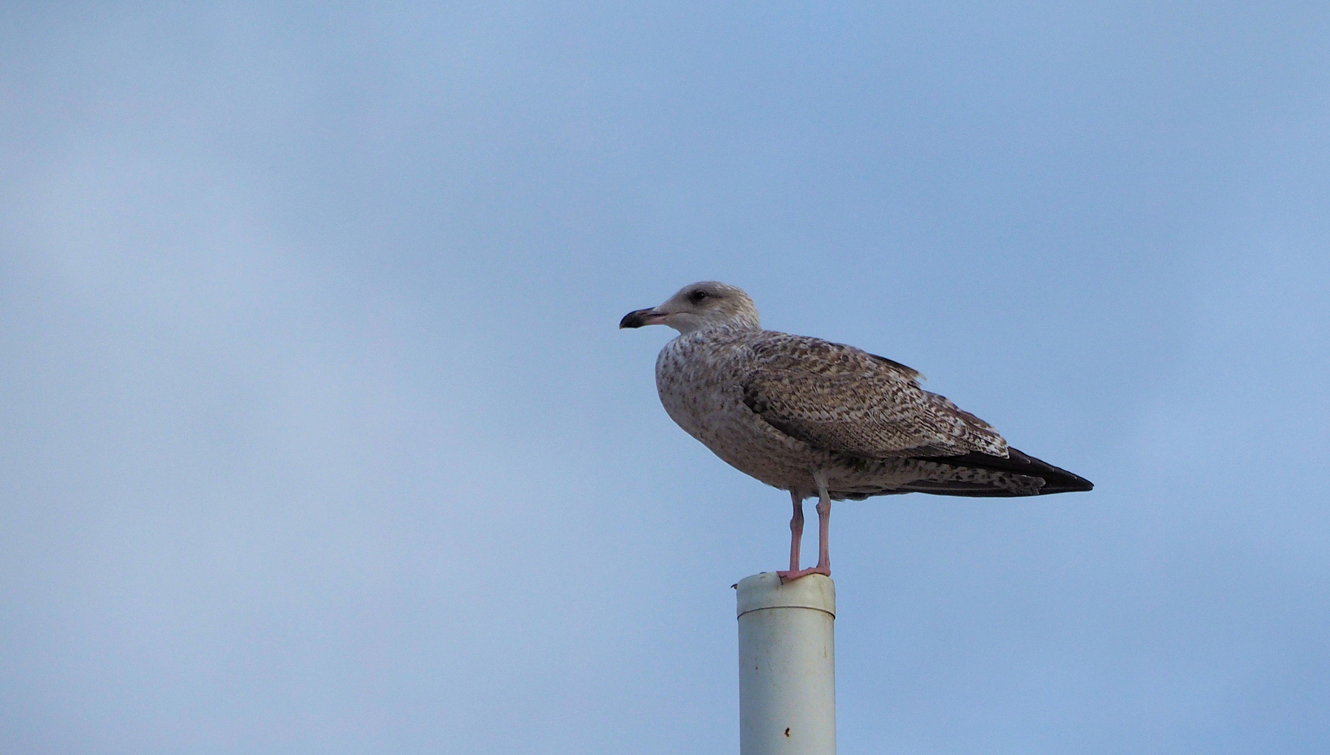 Wächter der Ostsee ...