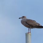 Wächter der Ostsee ...