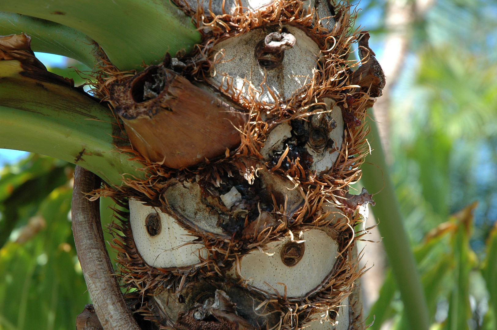 Wächter der Palmen