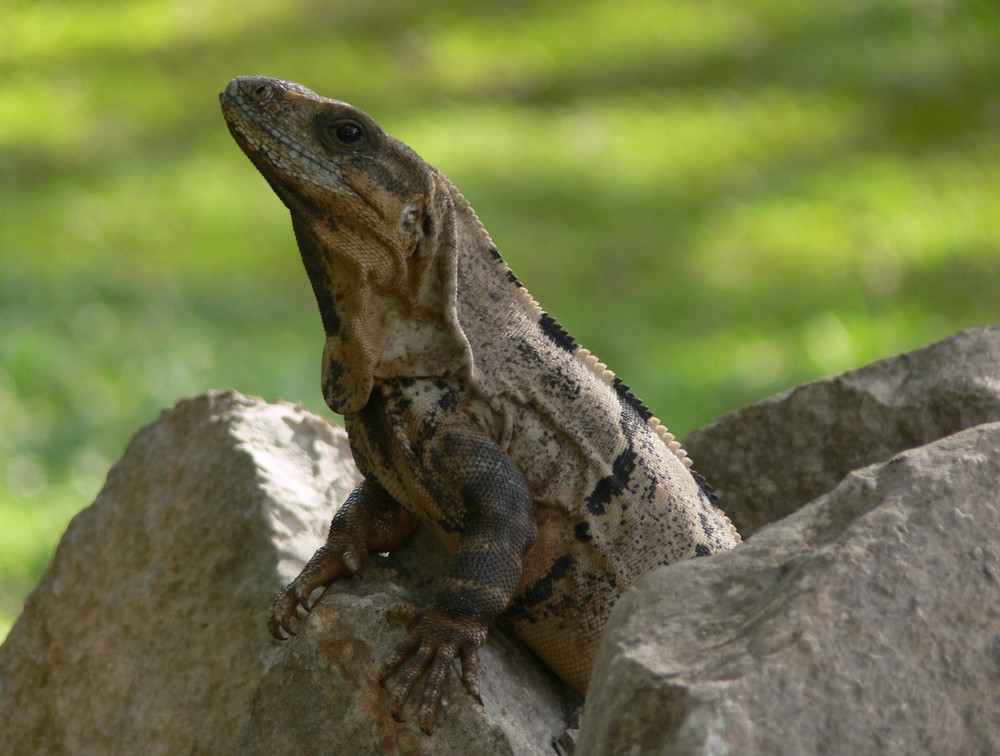 Wächter der Pyramide in Uxmal (Mexiko)